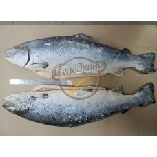 Лосось ПСГ (Семга) 6-7 Чили ПРЕМИУМ ~25,377кг завод №10673  (годен до 10.06.2026)