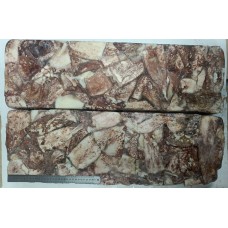 Кальмар тушка с/м 2*12кг, СРТМ "СОЛБОРГ", ООО "Роскамрыба" (до 01.04.2027) И+