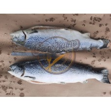 Лосось ПСГ (Семга) 4-5кг Чили ПРЕМИУМ ~26.778 завод №10681  (годен до Август 2027)